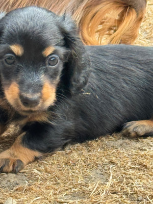 BELLA