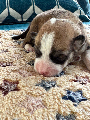 CHIOT 2