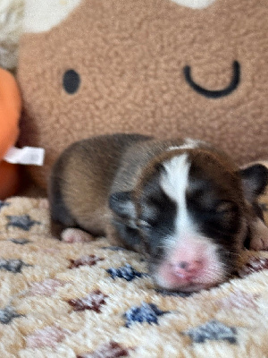 CHIOT 4