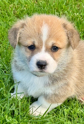 ARCHIE