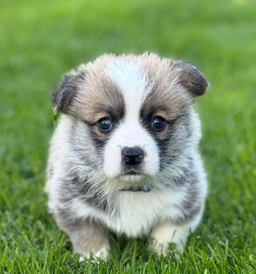 ARLO
