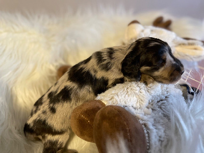 CHIOT 3