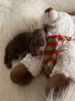 CHIOT 4