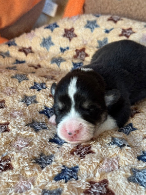 CHIOT 3