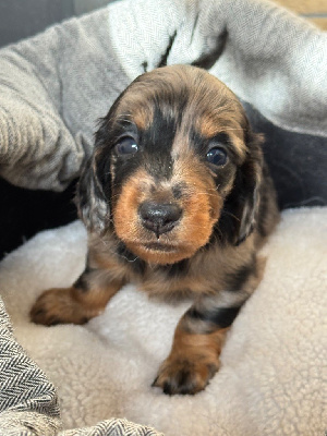 Archie 