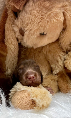 CHIOT 1