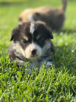 ASLAN