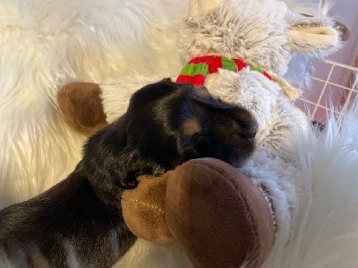 CHIOT 2