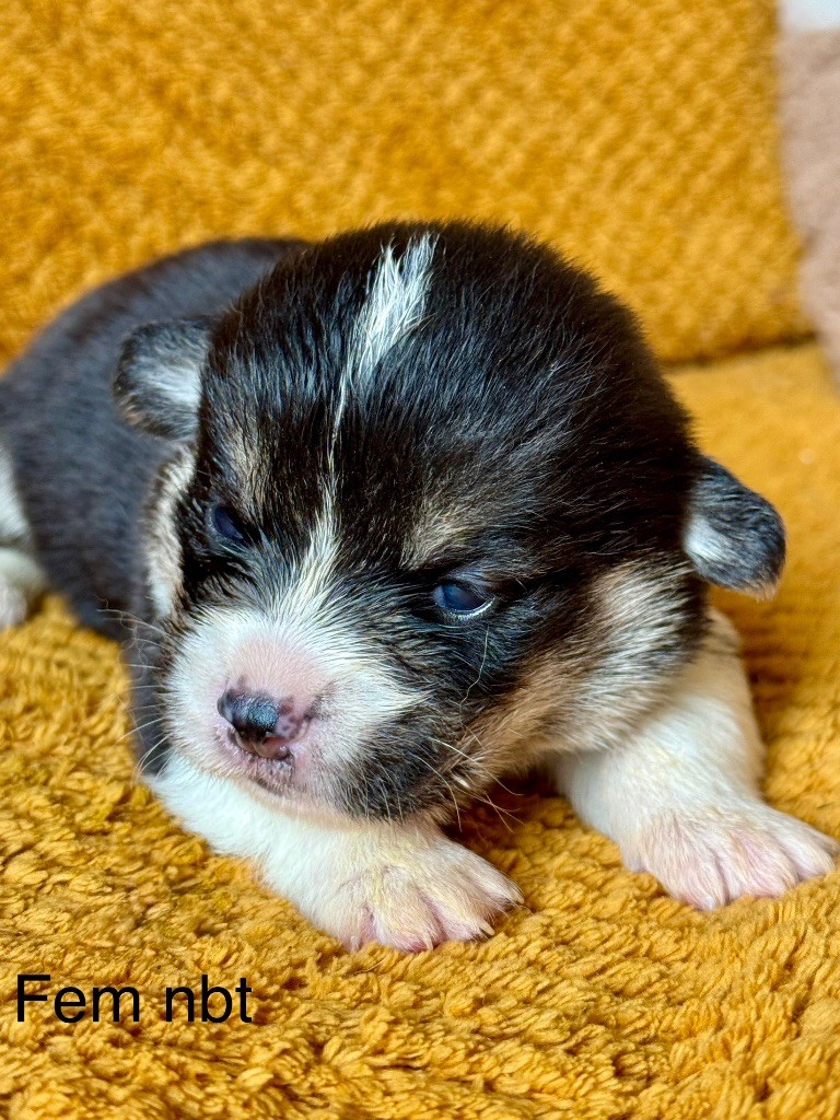 De Jaykay Land - Chiots disponibles - Welsh Corgi Pembroke