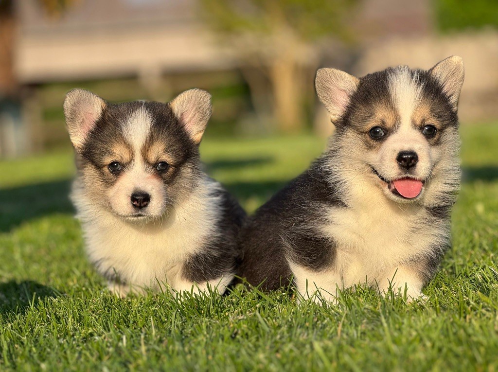 De Jaykay Land - Welsh Corgi Pembroke - Portée née le 29/03/2025