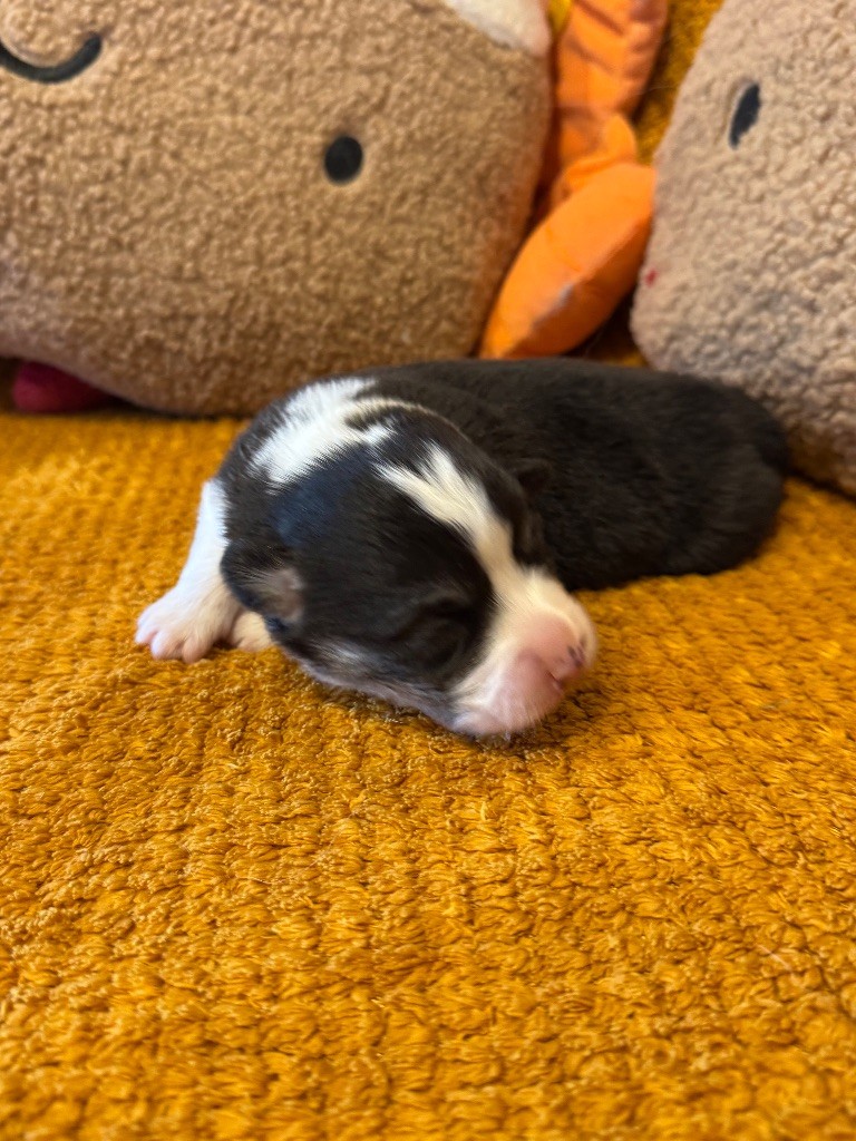 De Jaykay Land - Chiots disponibles - Welsh Corgi Pembroke