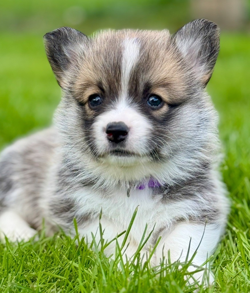 De Jaykay Land - Welsh Corgi Pembroke - Portée née le 29/08/2025