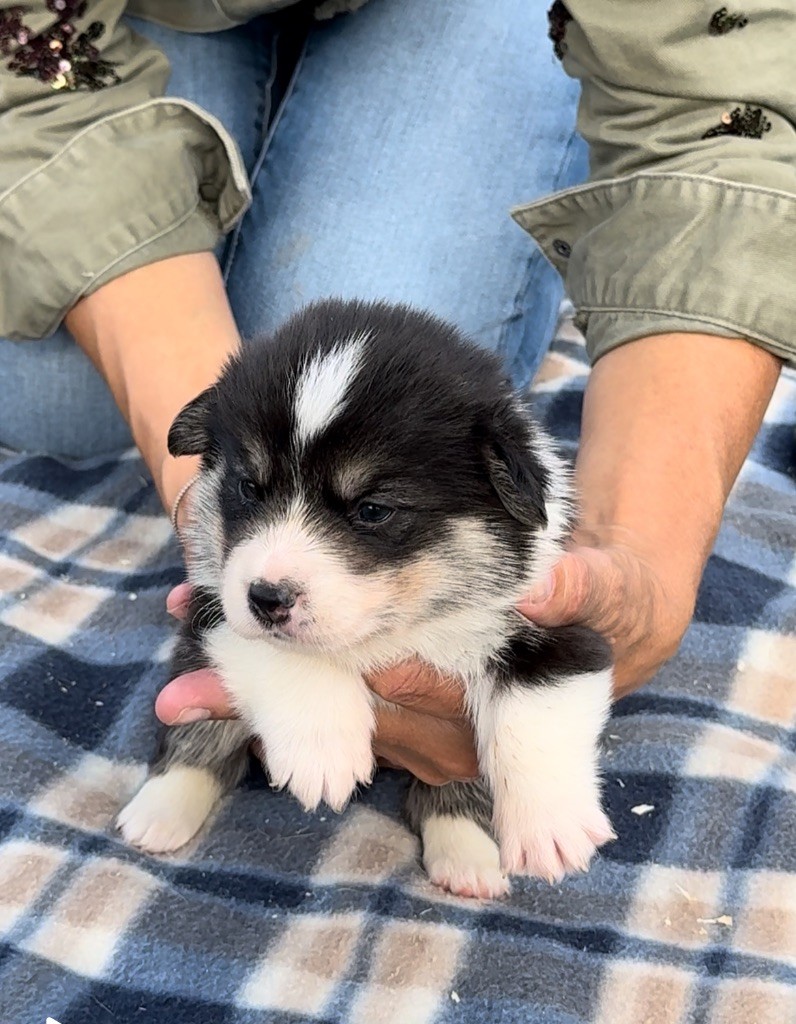 De Jaykay Land - Chiots disponibles - Welsh Corgi Pembroke