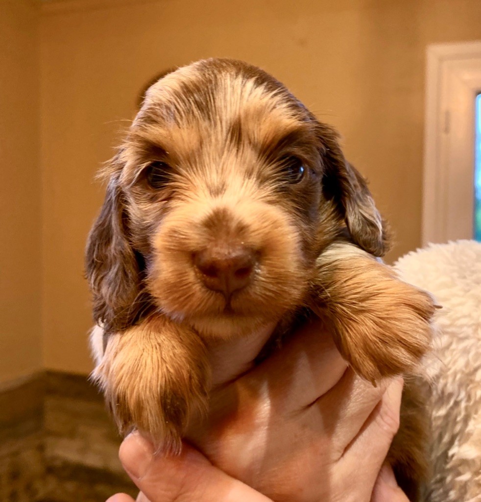 Chiot Teckel poil long De Jaykay Land