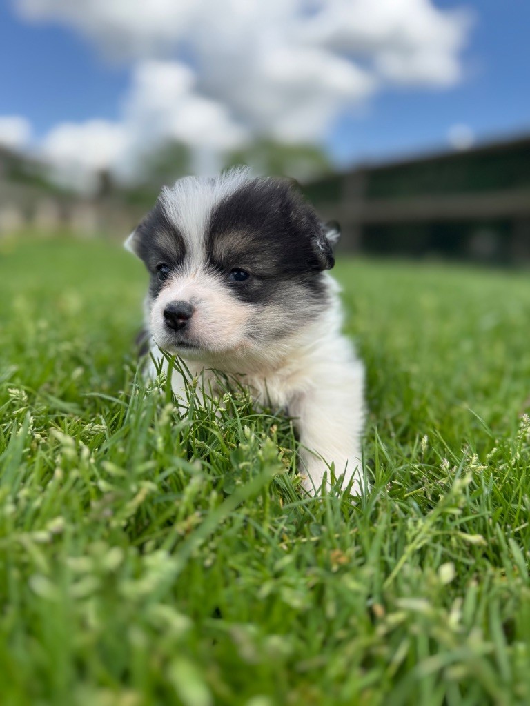 De Jaykay Land - Chiots disponibles - Welsh Corgi Pembroke