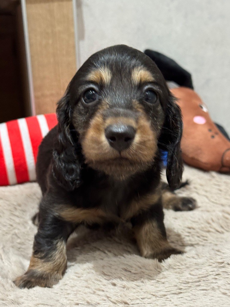 De Jaykay Land - Chiots disponibles - Teckel poil long